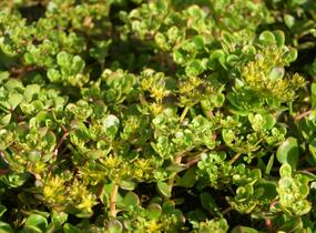 Rozchodník - Sedum makinoi