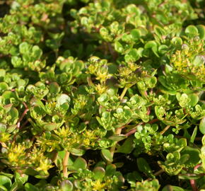 Rozchodník - Sedum makinoi