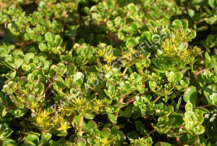 Rozchodník - Sedum makinoi