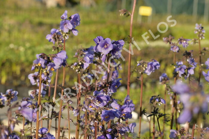 Jirnice jezoská 'Purple Rain Strain' - Polemonium yezoense 'Purple Rain Strain'