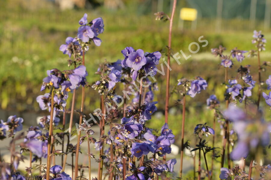 Jirnice jezoská 'Purple Rain Strain' - Polemonium yezoense 'Purple Rain Strain'