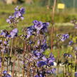 Jirnice jezoská 'Purple Rain Strain' - Polemonium yezoense 'Purple Rain Strain'