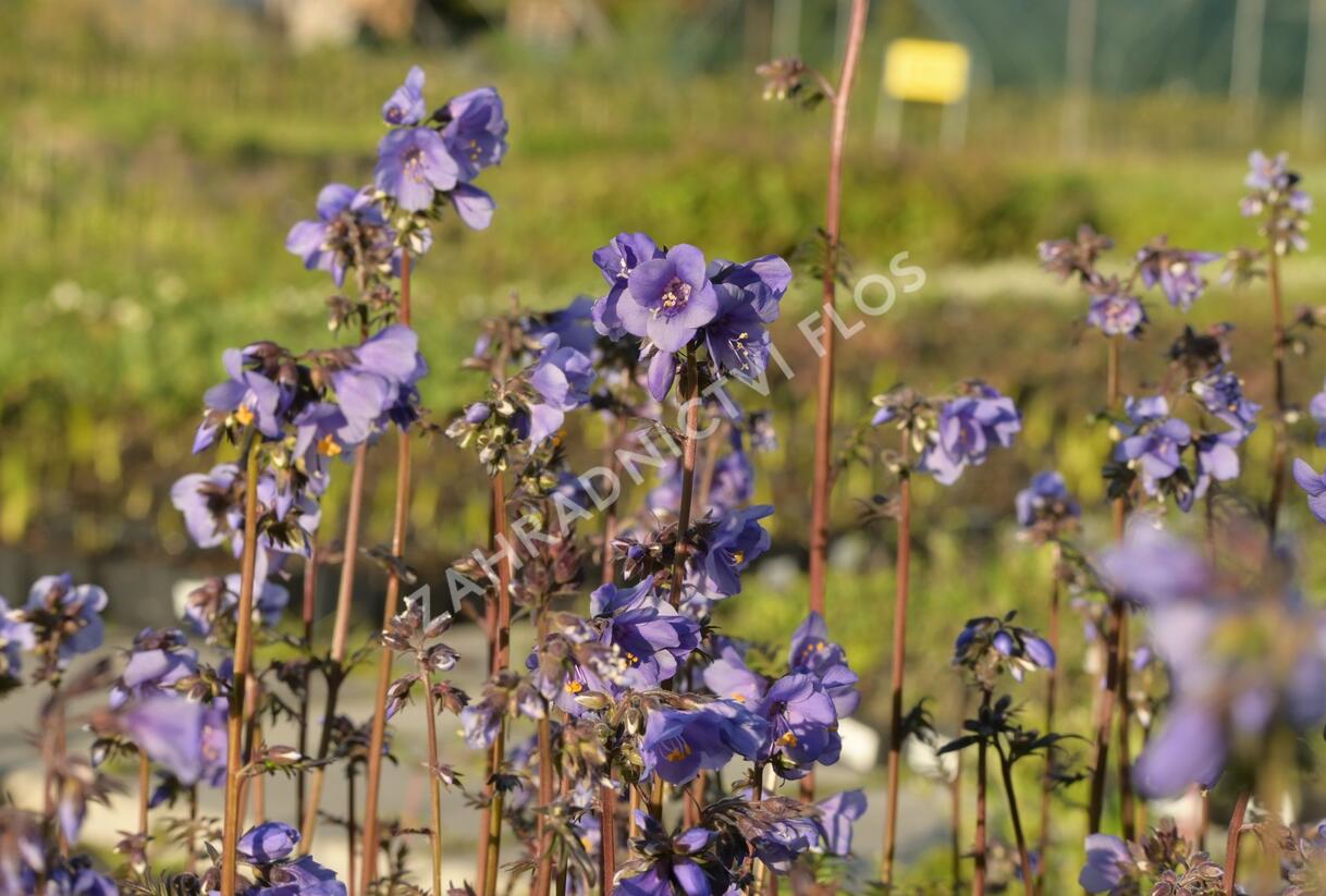 Jirnice jezoská 'Purple Rain Strain' - Polemonium yezoense 'Purple Rain Strain'