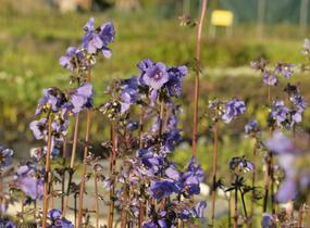Jirnice jezoská 'Purple Rain Strain' - Polemonium yezoense 'Purple Rain Strain'