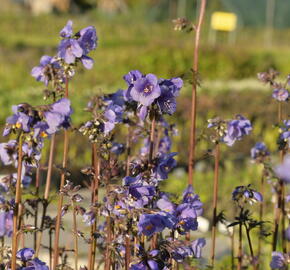 Jirnice jezoská 'Purple Rain Strain' - Polemonium yezoense 'Purple Rain Strain'