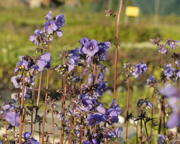 Jirnice jezoská 'Purple Rain Strain'