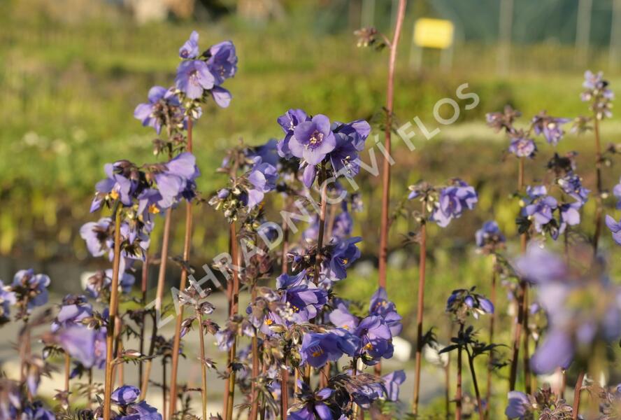 Jirnice jezoská 'Purple Rain Strain' - Polemonium yezoense 'Purple Rain Strain'