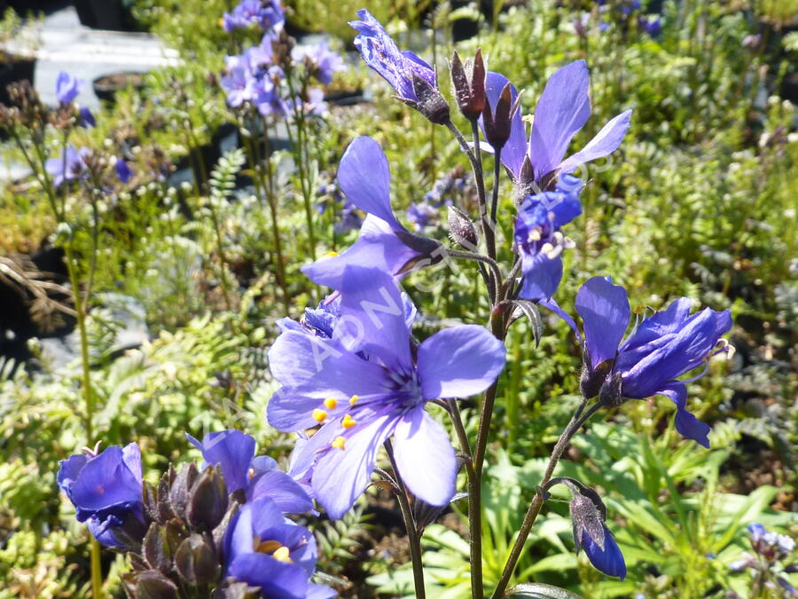 Jirnice jezoská 'Purple Rain Strain' - Polemonium yezoense 'Purple Rain Strain'