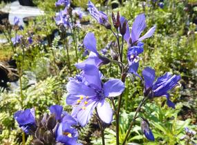 Jirnice jezoská 'Purple Rain Strain' - Polemonium yezoense 'Purple Rain Strain'