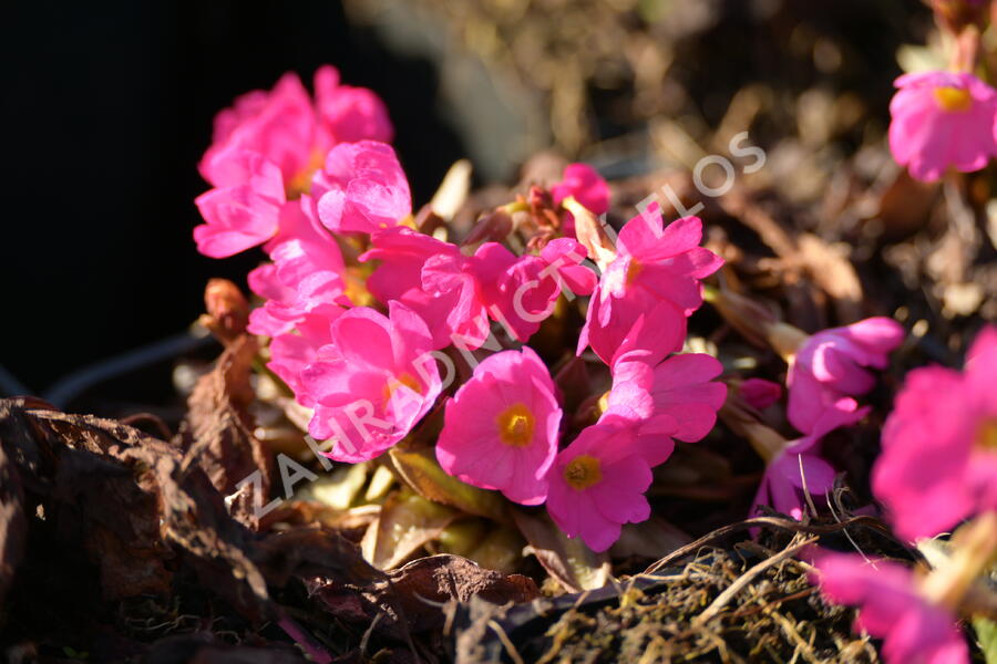 Prvosenka růžová 'Gigas' - Primula rosea 'Gigas'