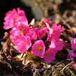 Prvosenka růžová 'Gigas' - Primula rosea 'Gigas'