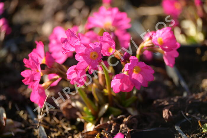 Prvosenka růžová 'Gigas' - Primula rosea 'Gigas'