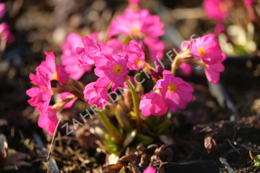 Prvosenka růžová 'Gigas' - Primula rosea 'Gigas'