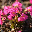 Prvosenka růžová 'Gigas' - Primula rosea 'Gigas'