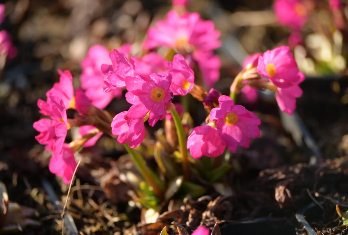 Prvosenka růžová 'Gigas' - Primula rosea 'Gigas'