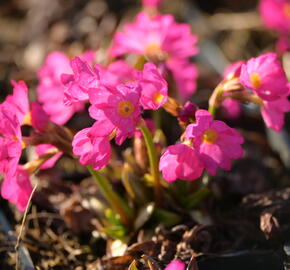 Prvosenka růžová 'Gigas' - Primula rosea 'Gigas'