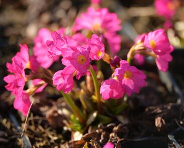 Prvosenka růžová 'Gigas'