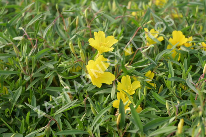 Pupalka  'African Sun' - Oenothera fruticosa 'African Sun'