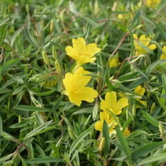 Pupalka  'African Sun' - Oenothera fruticosa 'African Sun'