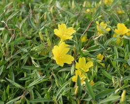 Pupalka 'African Sun'