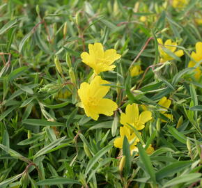 Pupalka  'African Sun' - Oenothera fruticosa 'African Sun'