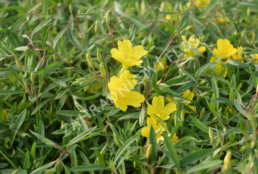 Pupalka 'African Sun' - Oenothera fruticosa 'African Sun'