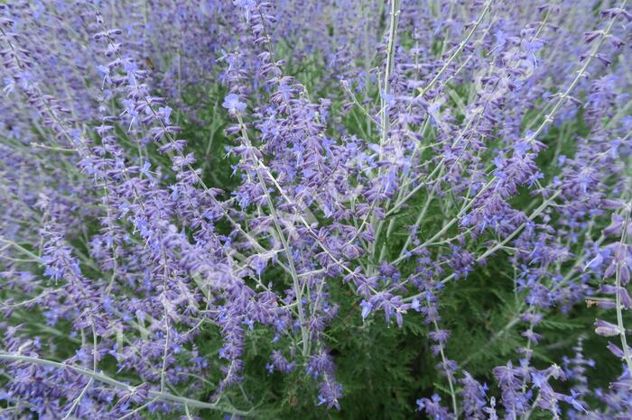 Perovskie lebedolistá - Perovskia atriplicifolia