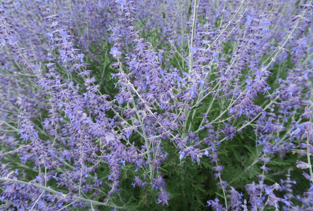 Perovskie lebedolistá - Perovskia atriplicifolia