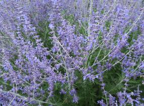 Perovskie lebedolistá - Perovskia atriplicifolia