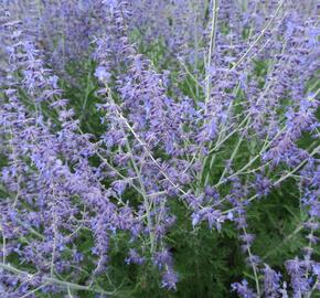 Perovskie lebedolistá - Perovskia atriplicifolia