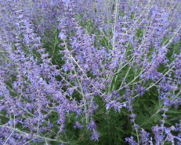 Perovskie lebedolistá