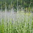 Perovskie lebedolistá 'Blue Spire' - Perovskia atriplicifolia 'Blue Spire'