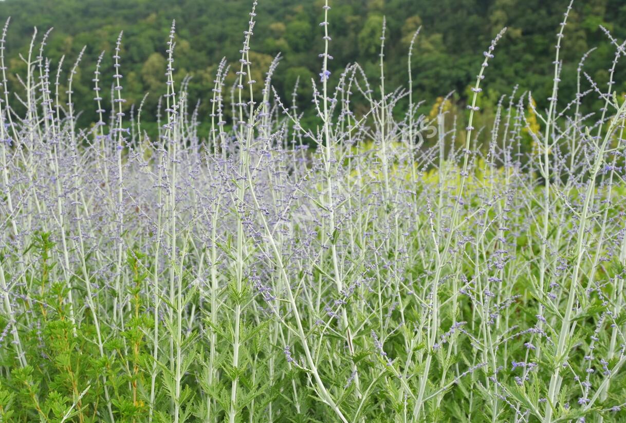 Perovskie lebedolistá 'Blue Spire' - Perovskia atriplicifolia 'Blue Spire'