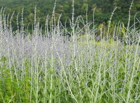 Perovskie lebedolistá 'Blue Spire' - Perovskia atriplicifolia 'Blue Spire'