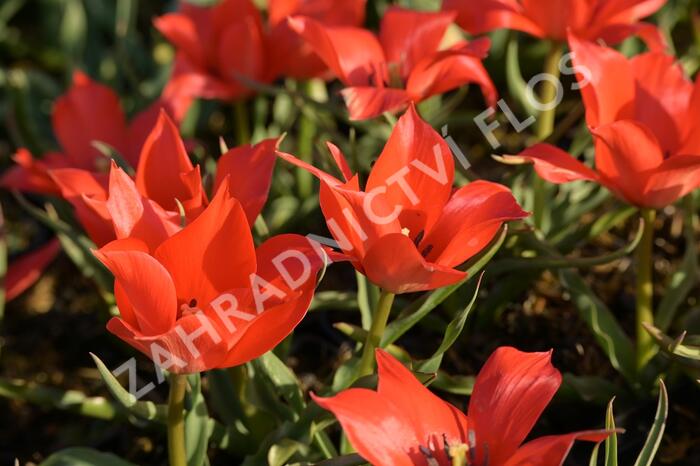 Tulipán botanický linifolia - Tulipa linifolia