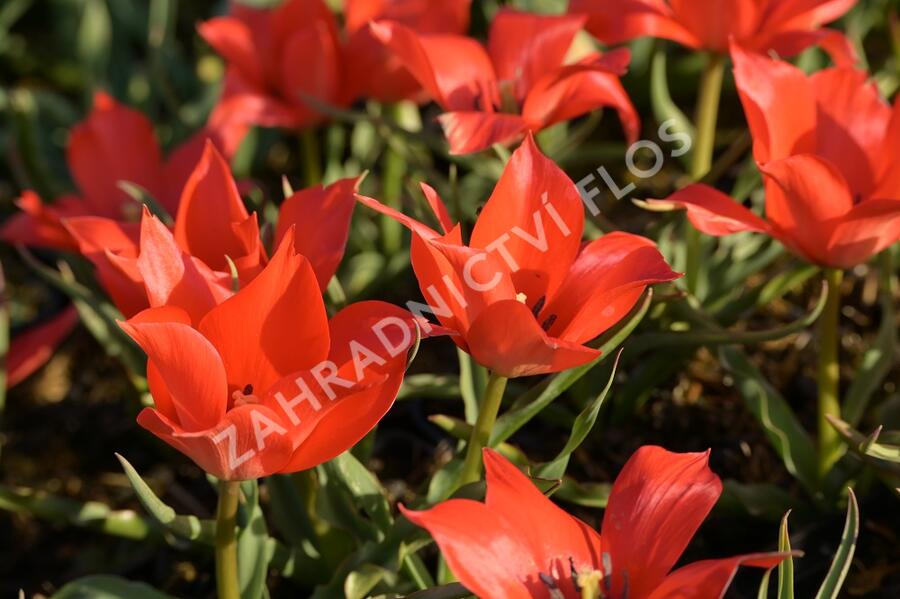 Tulipán botanický linifolia - Tulipa linifolia