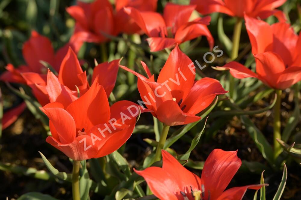 Tulipán botanický linifolia - Tulipa linifolia