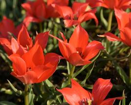 Tulipán botanický linifolia