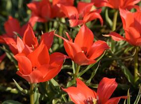 Tulipán botanický linifolia - Tulipa linifolia