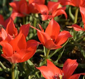 Tulipán botanický linifolia - Tulipa linifolia