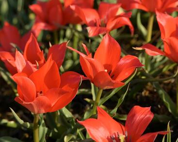 Tulipán botanický linifolia