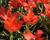 Tulipán botanický linifolia