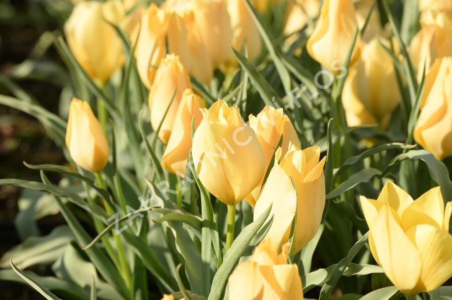 Tulipán botanický batalinii 'Bright Gem' - Tulipa batalinii 'Bright Gem'