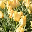 Tulipán botanický batalinii 'Bright Gem' - Tulipa batalinii 'Bright Gem'