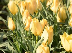 Tulipán botanický batalinii 'Bright Gem' - Tulipa batalinii 'Bright Gem'