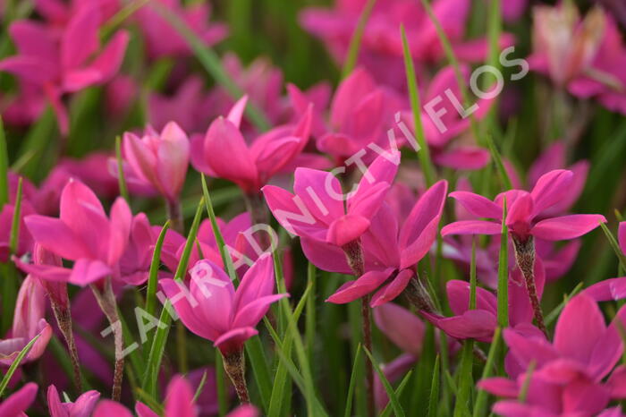 Rodohypoxis 'Paula' - Rhodohypoxis milloides 'Paula'