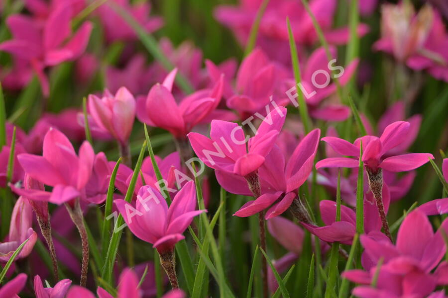 Rodohypoxis 'Paula' - Rhodohypoxis milloides 'Paula'