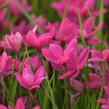 Rodohypoxis 'Paula' - Rhodohypoxis milloides 'Paula'