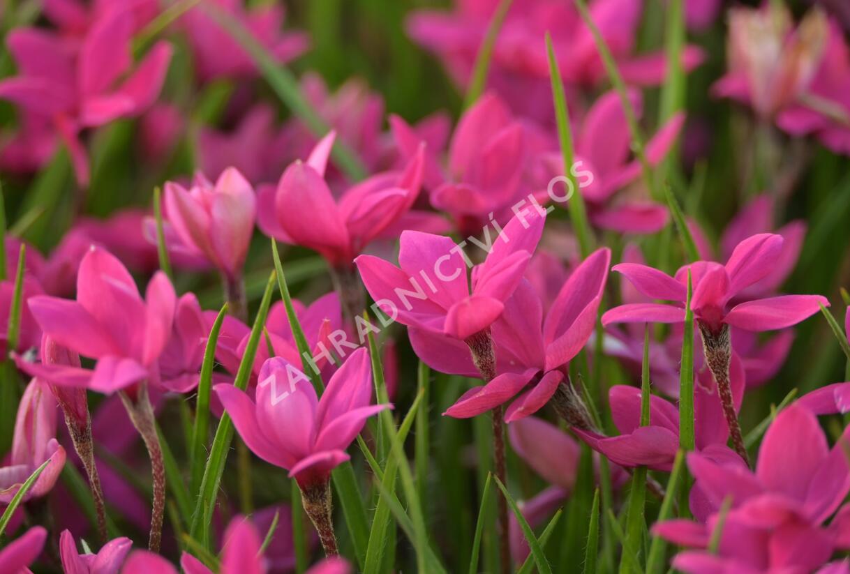 Rodohypoxis 'Paula' - Rhodohypoxis milloides 'Paula'