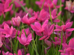 Rodohypoxis 'Paula' - Rhodohypoxis milloides 'Paula'